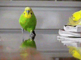 一大波动物gif表情包来袭还不快接招