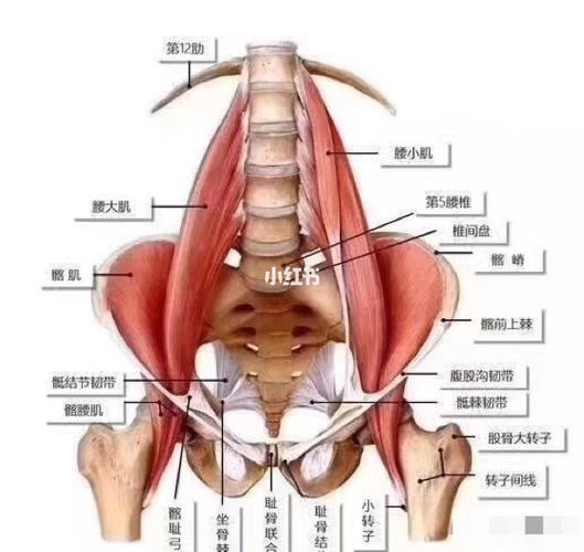 温馨提示盆腔是倒三角形的, 由2块髋骨,1块骶骨,2块坐骨,1块耻骨联合