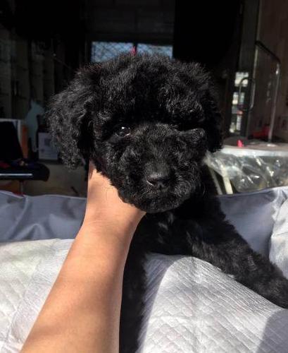 自家繁殖黑色巨贵保健康