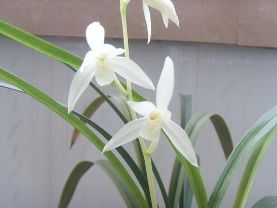 漓江雪纯洁美丽的精灵