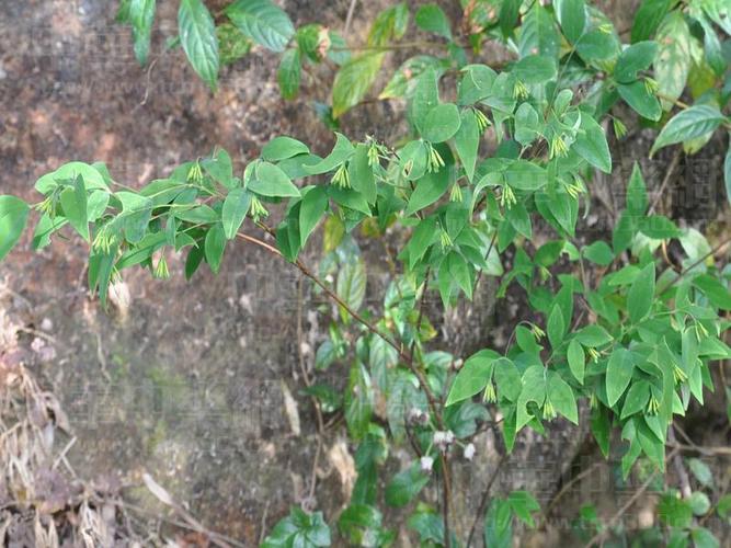  p> a href="#" data-lemmaid="8510934">细轴荛花 /a>,别名:野棉花