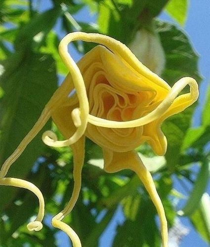 一生难得一见的奇花异草