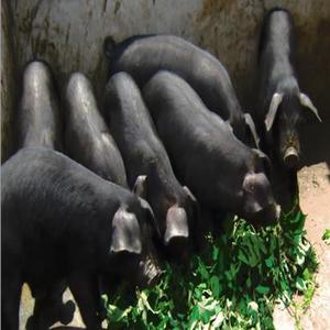 供应 黑猪种猪 养殖 土黑猪