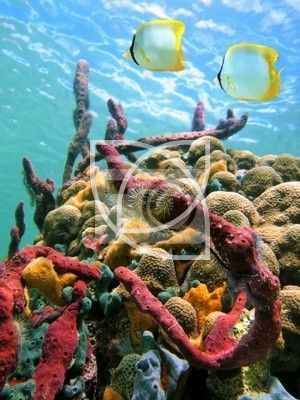 sea sponges and water surface
