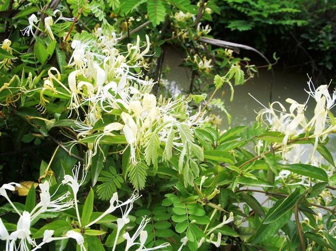 毛药忍冬
