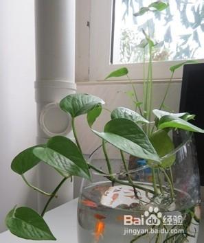 如何在室内种植绿萝