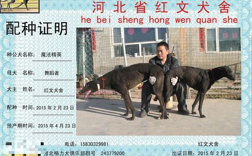 小狗父亲为红文犬舍的格力犬种公魔法精英