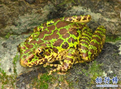 世界上只有中国才有的青蛙,花臭蛙(我国特有的蛙类)