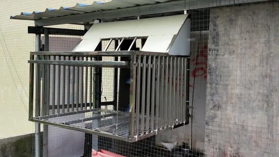 鸽子跳笼这样设计太科学了