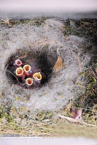 风景区内派出所信箱里藏鸟窝