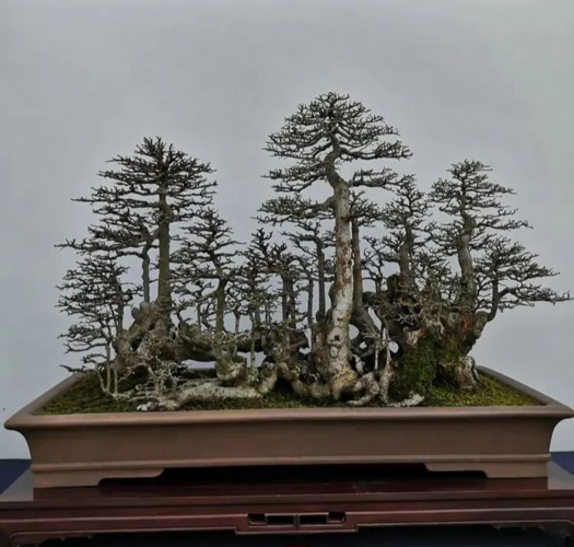 过桥式盆景的艺术特色与鉴赏