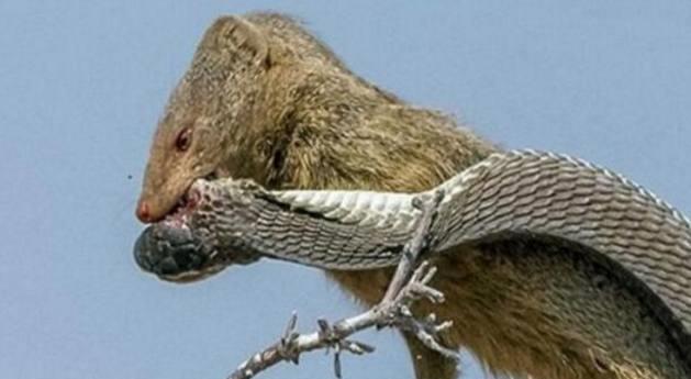 男子野外罕见大老鼠吃蛇