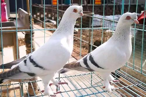 高飞观赏鸽