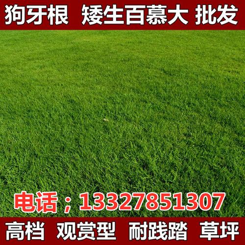 狗牙根种子百慕大草坪种子不修剪绿化四季常青草种草籽耐旱耐践踏