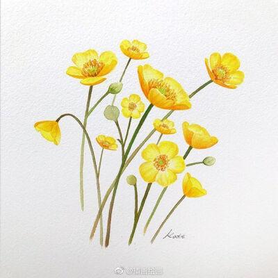 小清新水彩花卉绿植 插画师:kate kyehyun park