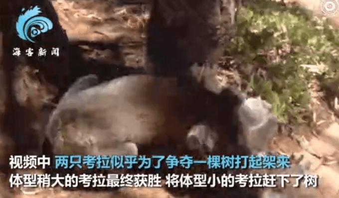 考拉打架打输嚎哭到声音沙哑,网友:可怜无助,也很可爱