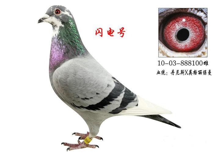 丹尼斯*英格丽保曼