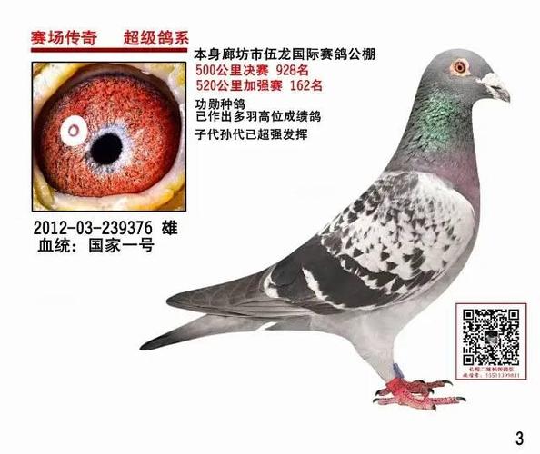 【赛鸽出售】北京市联翔成绩鸽,杨欧瓦克出售!