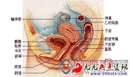 女性阴部示意图