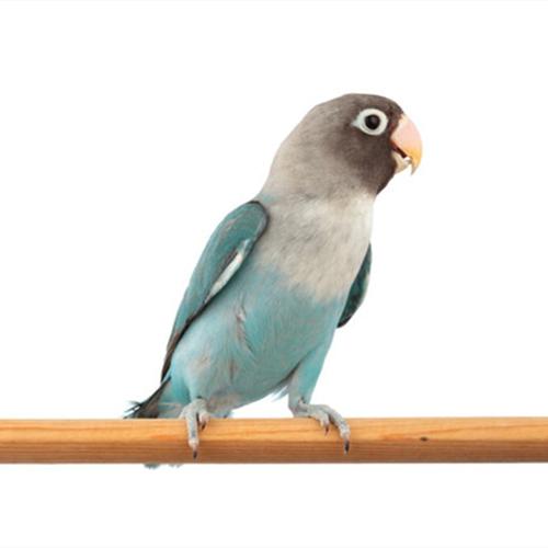 小鸟活体幼鸟牡丹鹦鹉活体宠物鹦鹉活鸟虎皮鹦鹉玄风鹦鹉活鸟宠物玄风