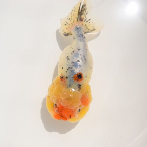 金鱼活鱼虎头菠萝头猫狮精品红白猫五花红顶鱼