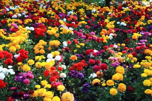 香山山花节,鲜花满山野
