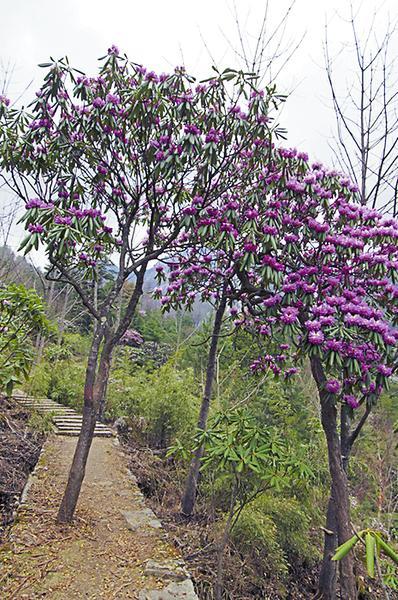 木王山上赏杜鹃