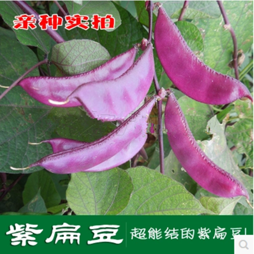 家庭彩包蔬菜种子 荷包豆种子 绿眉豆 紫边眉豆 红遍天扁豆种子
