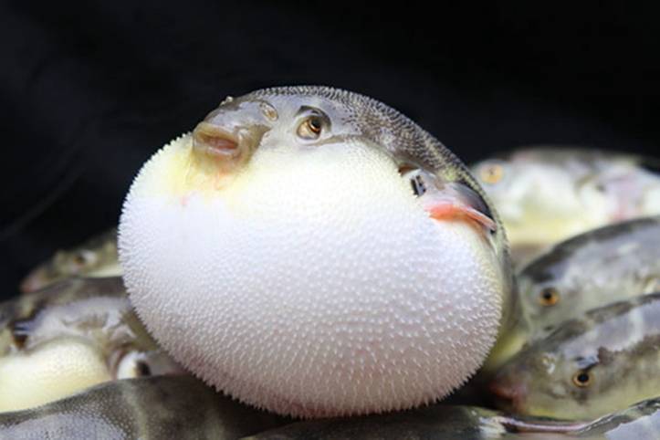 自然会去"河豚之乡"扬中,春天的时候,生活在海里的河豚会进入淡水