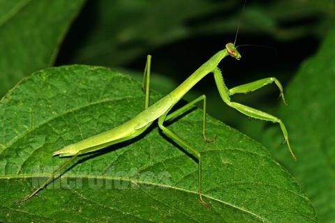  p>基本信息 /p> p>目: a target="_blank" href="/item/螳螂目