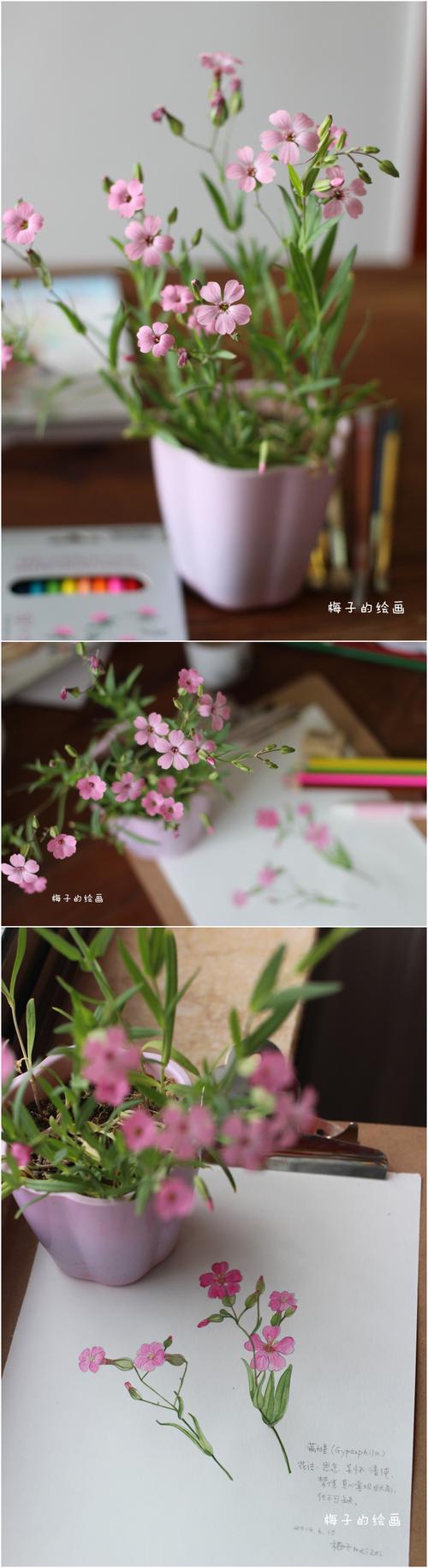 来年满天星一定要多种一些,孤零零的几颗总是风一吹就倒了.