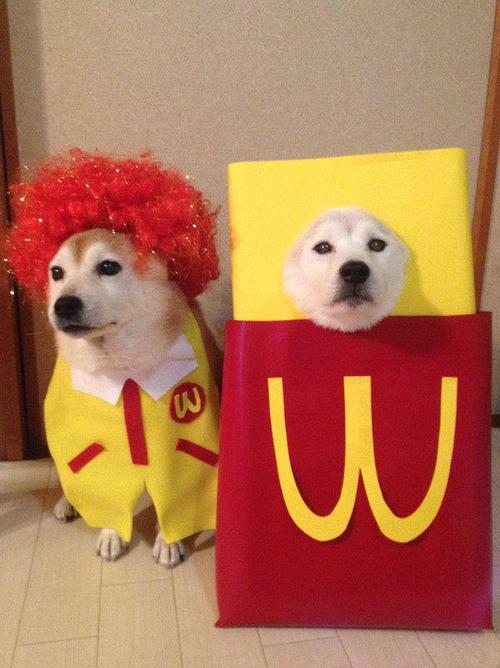 不仅是表情包,还是cos大神,这对儿柴犬简直萌翻