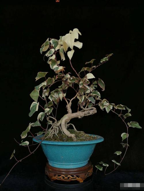 树型老桩常青藤 造型飘逸,老结粗壮,龙爪根盘有力度,主干过度自然出枝