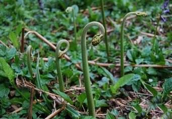 野菜的好处有哪些?苦菜蕨菜