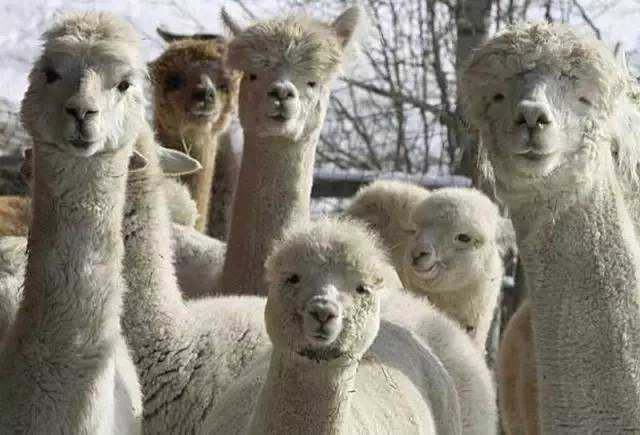 发现周围一堆帅气美丽的小哥哥小姐姐都齐刷刷盯着我看