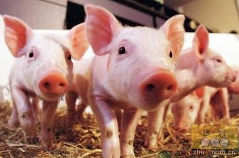 兽药 产品快讯 "九看一听"识病猪         听声音健康猪发出的叫声