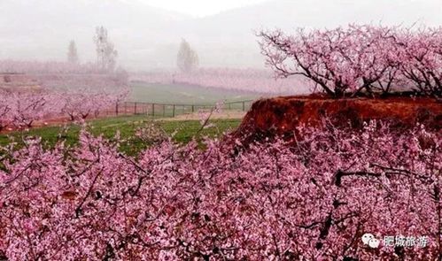 肥城桃花节来了!12项精彩活动抢先看