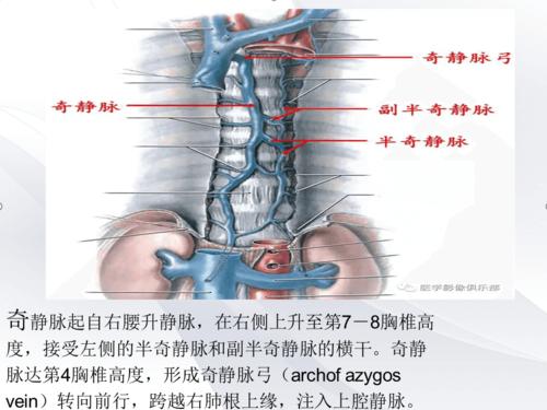 奇叶,奇静脉的影像学表现