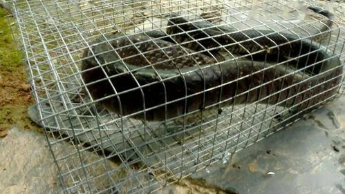 今天上午 专业的捕蛇团队到这个小区巡查蛇笼时发现 这一次捕获的眼镜