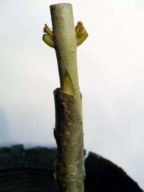 图解 桂花盆景怎么枝接嫁接的方法