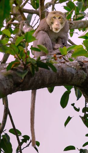 追着太阳去拍鸟,泰国拍摄记录……长尾巴的猴子