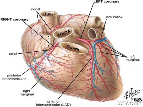 冠状动脉解剖ppt