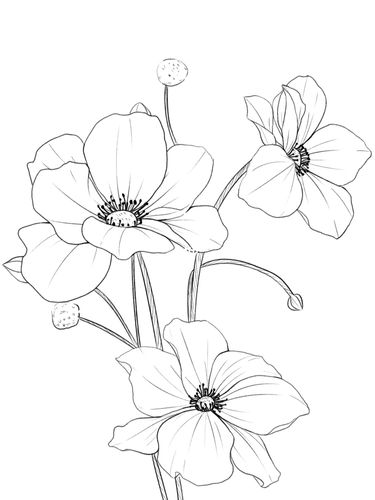 花朵速写_速写_绘画_画画_人文_绘画