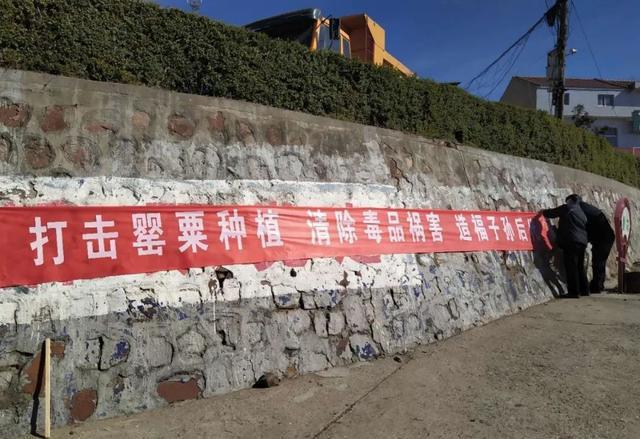 禁种铲毒罂粟,河南各地公安在行动_种植