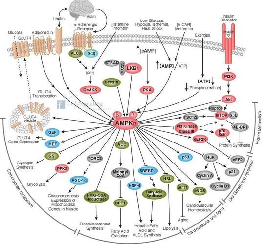 cst公司信号通路图ampk