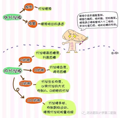 急性胰腺炎～胰腺的自我消化