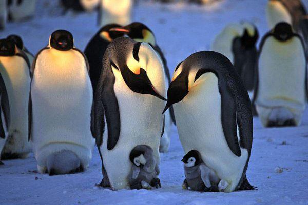 bbc纪录片企鹅群里有特务3(附中文字幕)