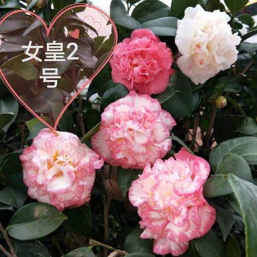 女皇2号彩带白衣皇冠稀有品种山茶花花卉