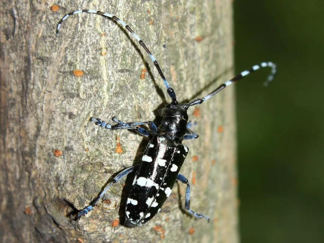光肩星天牛从体型和外观上都与华星天牛很像,特点是鞘翅前端