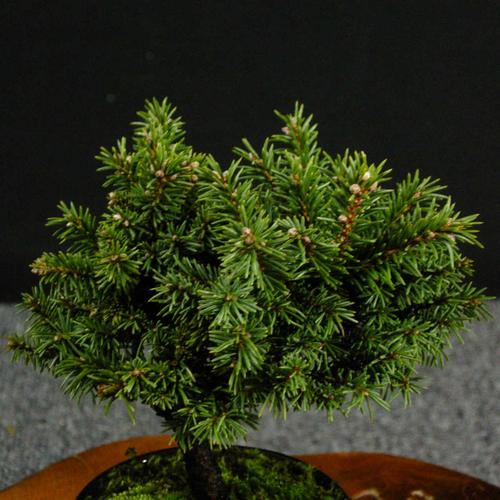 【一起园芸】虾夷松えぞまつ小品盆栽02★形良好人気盆栽树です